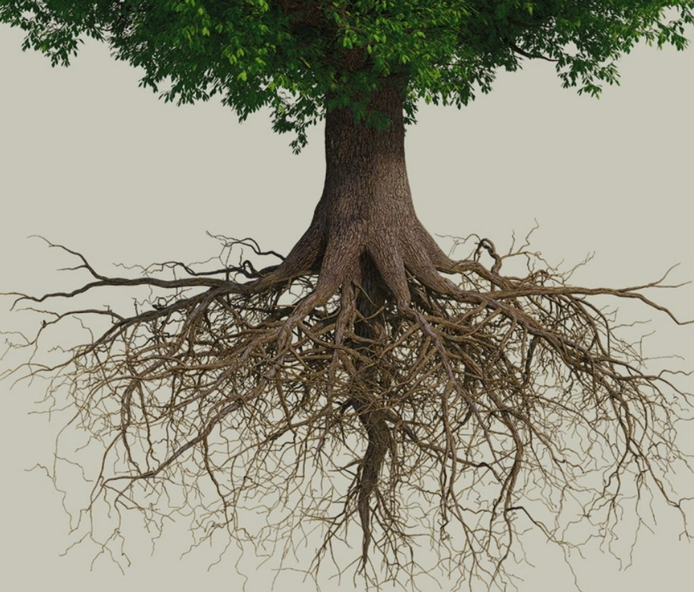 Root Of Jealousy & Competion In The Church