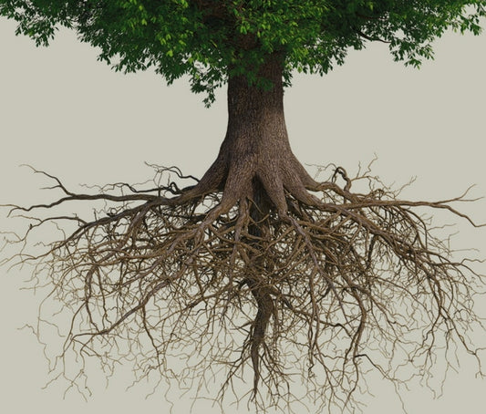Root Of Jealousy & Competion In The Church